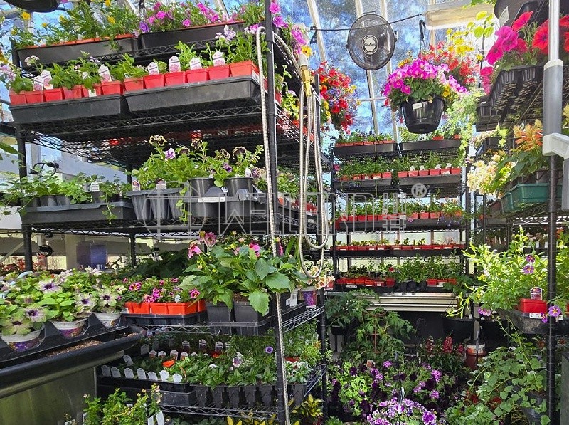 花苗溫室培育植物架成功案例分享